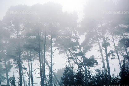 Fog Trees, Mystical