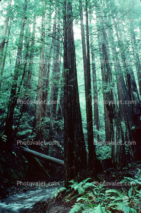 Redwood Forest, brook, stream, rocks, river