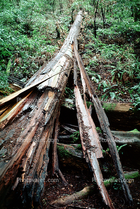 Redwood Forest, fallen tree, split, decay