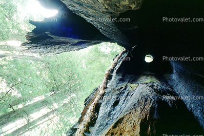 looking-up inside a tree, hole
