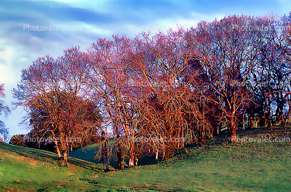 Trees at the top of Sonoma Mountain, Paintography