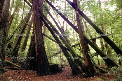 Forest of Leaning Tilted Trees, Redwood