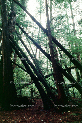 Redwood Forest, leaning trees