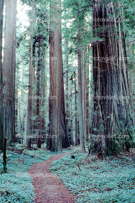 Redwood Forest, hobbitland, hobbit path