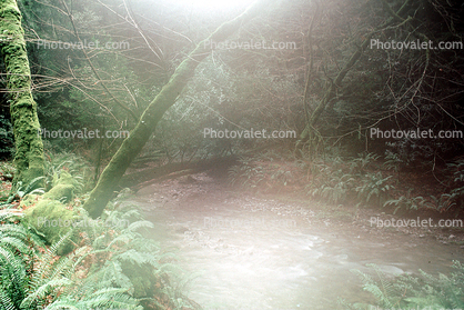 Redwood Forest, stream, brook, water