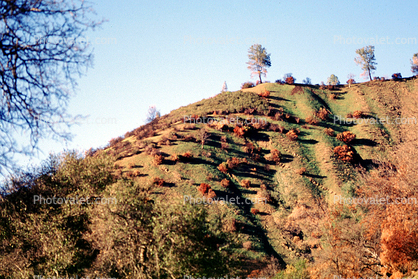 Hill, Woodland, Trees, Rumsey, Yolo County, autumn