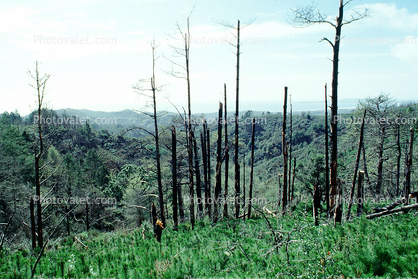 burned out forest, charred trees