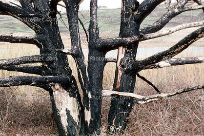 Wetlands, reeds, brackish water, Limantour Beach, burned out forest, charred trees