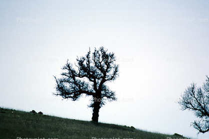 Lone Tree fractals, near Clear Lake, Lake County