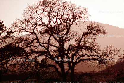 Bare Tree, south of Petaluma, Sonoma County