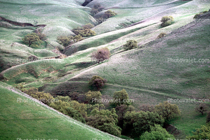 Trees, Rolling Hills, Winter, Alameda County