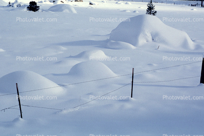 snow, fence, Ice, Cold, Frozen, Icy, Winter, El Dorado National Forest, Amador County