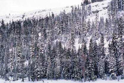 Sierra-Nevada Mountains, Ice, Cold, Frozen, Icy, Winter, El Dorado National Forest, Amador County, along California Highway 88