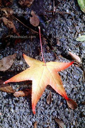 Five pointed star, autumn