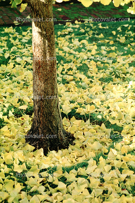 Fallen Leaves, Tree Trunk, autumn, Equanimity
