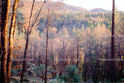 Trees, Forest, Nevada-City