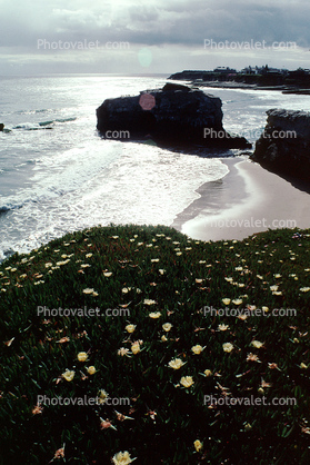 Santa Cruz County Coastline, shoreline, coastal, beach, ocean, pickleweed