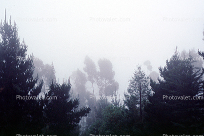 Fog, trees, Oakland