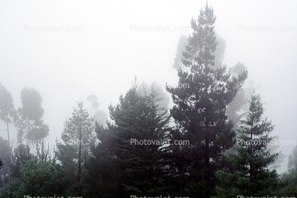 Fog, trees, Oakland
