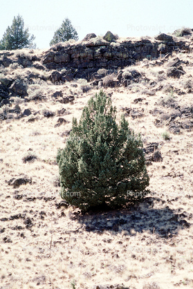 Little Pine Tree in the Igneous Ground, Lava Flows