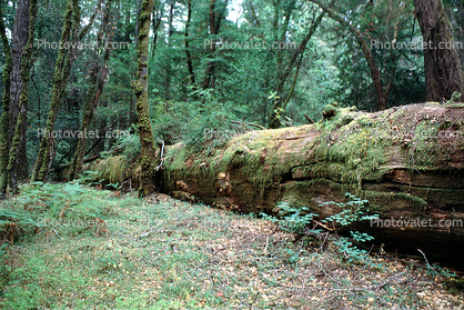 Hendy Woods State Park, Mendocino County, California