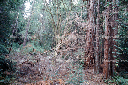 Hendy Woods State Park, Mendocino County, California