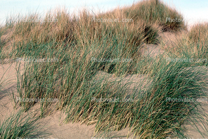 Sand Dune, plants, grasses