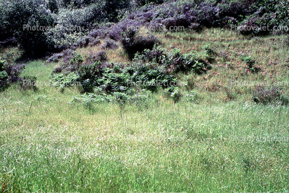 Tree, Grass, hills
