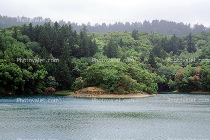 Lake, Water, trees