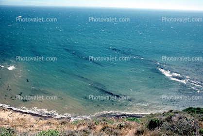 Pacific Ocean, Coast, Coastline, seaweed, kelp