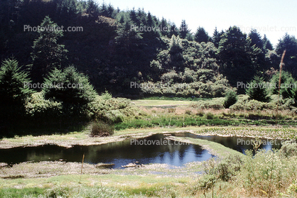 Lake, pond, forest, water