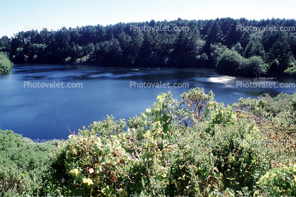 Bass Lake, Trees, water