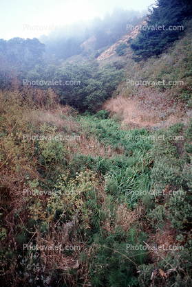 scrappy Hills, bush, thick vegetation