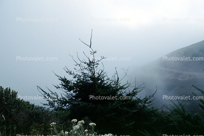 tree and fog