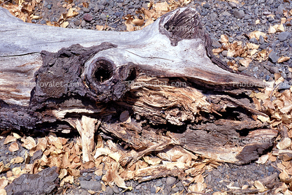 Hopland, wood decay, dead leaves, cattle face, Pareidolia, Erosion