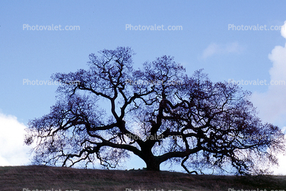 Bare Oak Tree, Mount Diablo, Contra Costa County