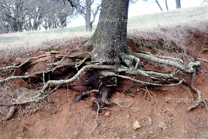 Erosion, dirt, cross-section, Forest, exposed root system fractals, Mount Diablo