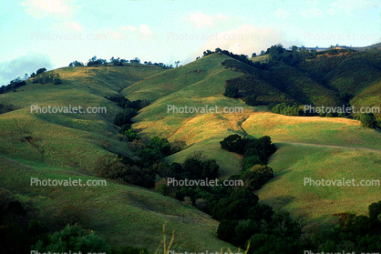 Green Hills, trees, valley, Mount Diablo, Contra Costa County
