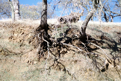 Erosion, dirt, cross-section, Forest, exposed root system, Mount Diablo