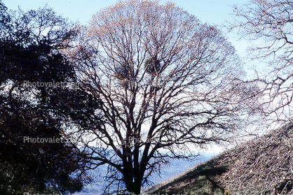 Dessicated Oak Tree fractals, hills, Mount Diablo, Contra Costa County
