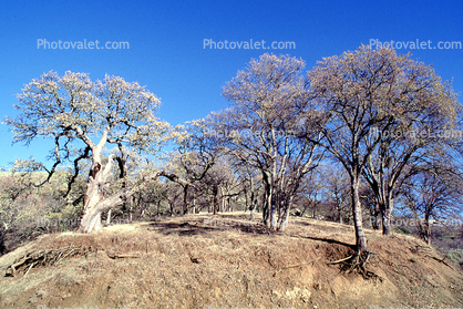 Bare Tree, sky, forest, Erosion, Bare Root System, cross-section, ground, dirt, exposed root system