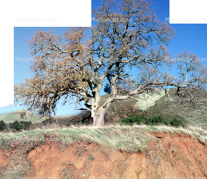 Oak Tree, Grass, Dirt, Ground, cross-section, Erosion, Forest, exposed root system, Mount Diablo
