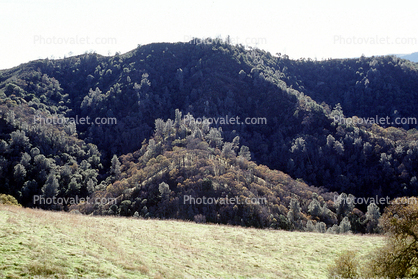 Hills, forest, mountain, Mount Diablo, Contra Costa County