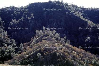 Trees, Hillside, forest, woodlands, Mount Diablo, Contra Costa County
