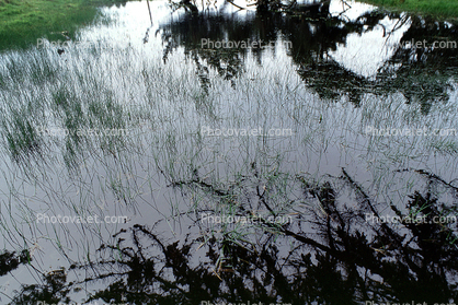 water, wetlands, grass, tidal, reeds, slough