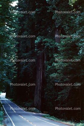 Highway, road, trees, Avenue of the Giants, Humboldt County