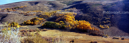 Autumn, Aspen Trees, Sierra-Nevada Mountains
