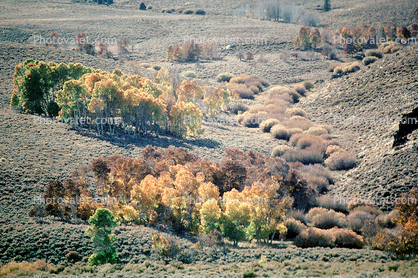 Aspen Trees, a few kilometers north of Mono Lake, autumn, Equanimity