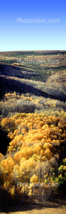 Aspen Trees, a few kilometers north of Mono Lake, Panorama, autumn, hills, Equanimity
