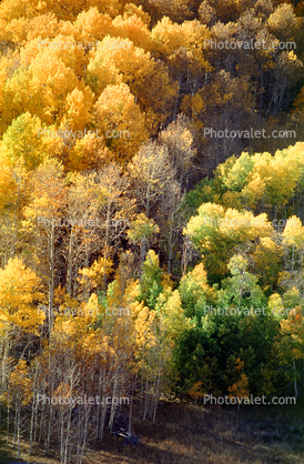 Aspen Trees, a few kilometers north of Mono Lake, Panorama, autumn
